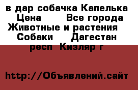 в дар собачка Капелька › Цена ­ 1 - Все города Животные и растения » Собаки   . Дагестан респ.,Кизляр г.